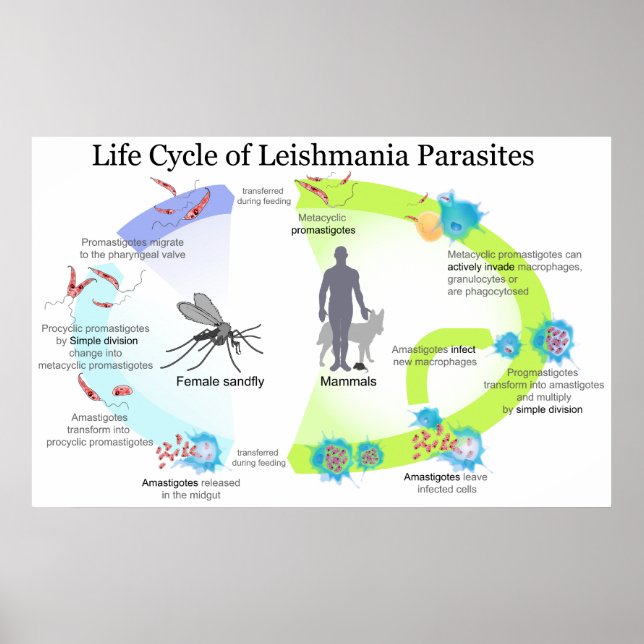 Affiches Cycle de vie des parasites du genre Leishmaniose (Devant)