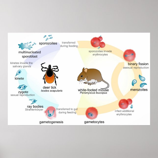 Affiches Cycle de vie du Parasite Babesia (Devant)