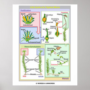 Affiches Cycle De Vie D'Une Mousse Typique (Bryophyte)