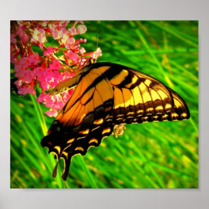 Affiches Cycle Of Life