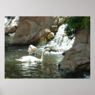 Affiches Cygne blanc