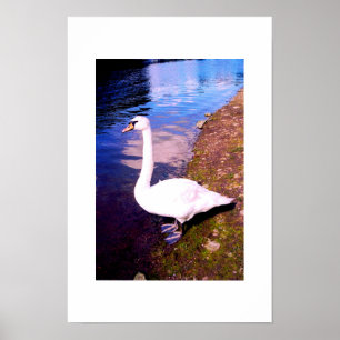 Affiches Cygne blanc