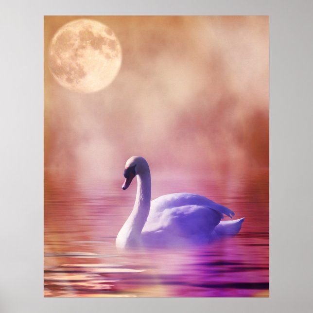 Affiches Cygne blanc flottant sur un lac brumeux (Devant)