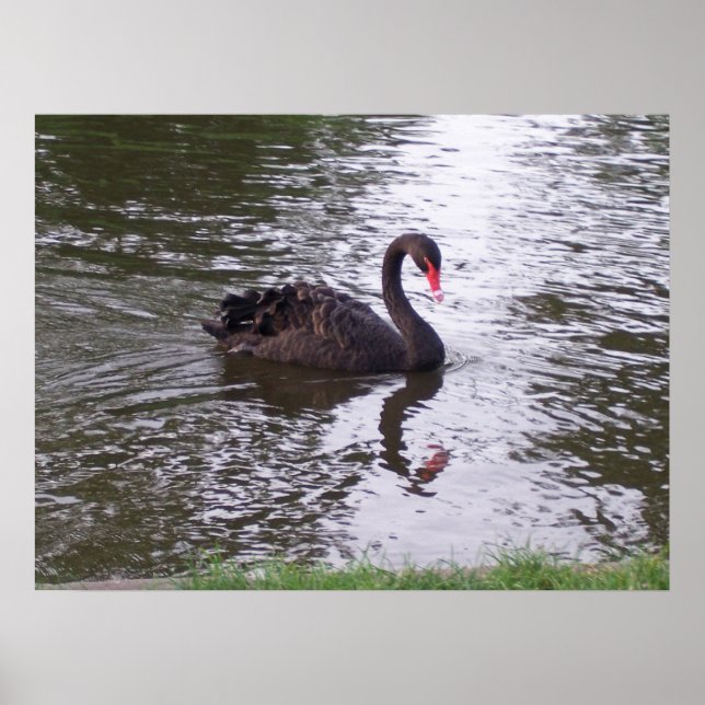 Affiches Cygne noir (Devant)