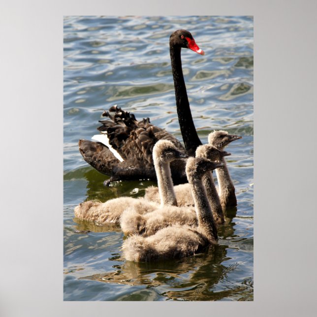 Affiches Cygne noir (Devant)