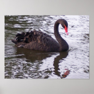 Affiches Cygne noir