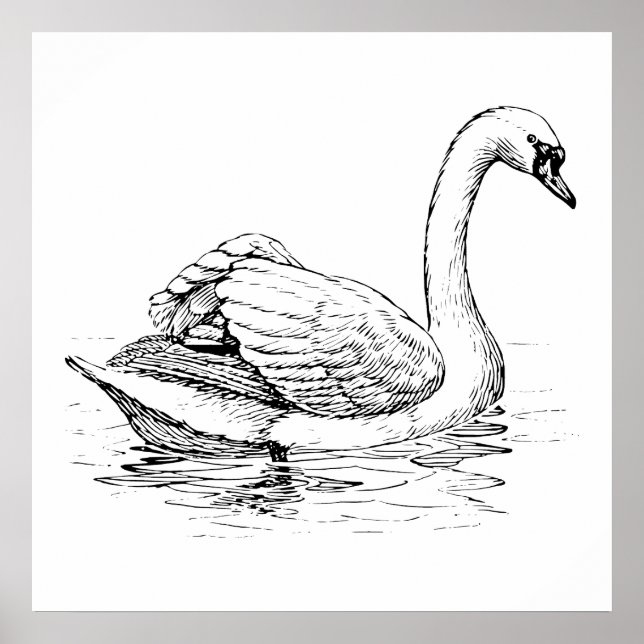 Affiches Cygne noir et blanc (Devant)