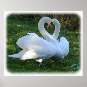 Affiches Cygnes muets 9Y098D-012