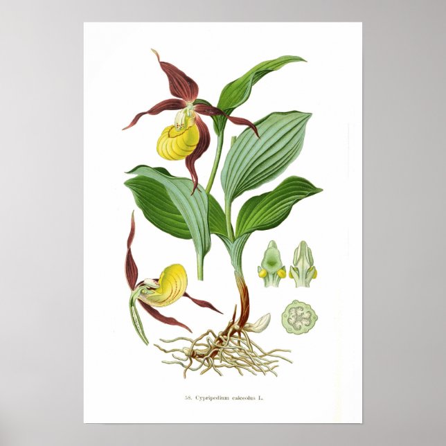 Affiches Cyprepedium calceolus (Devant)