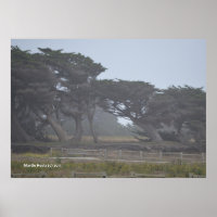 Cyprès Monterey