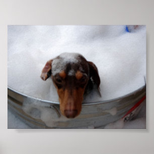 Affiches Dachshund dans le bain à remous