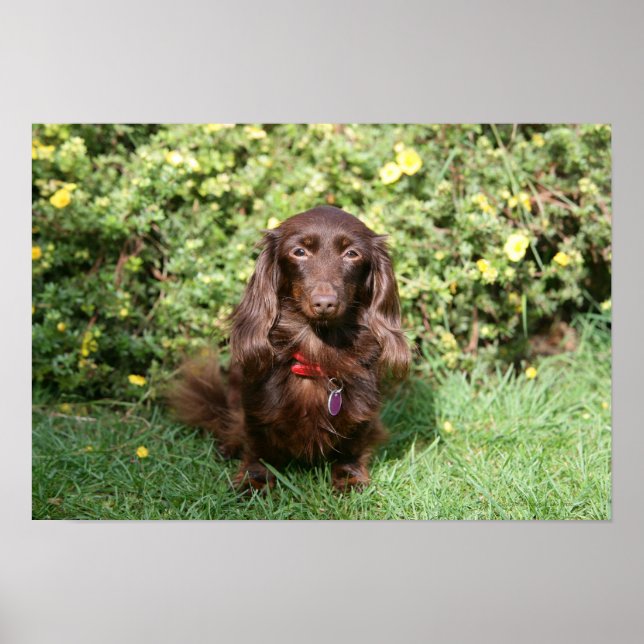 Affiches Dachshund miniature Brown aux cheveux longs (Devant)