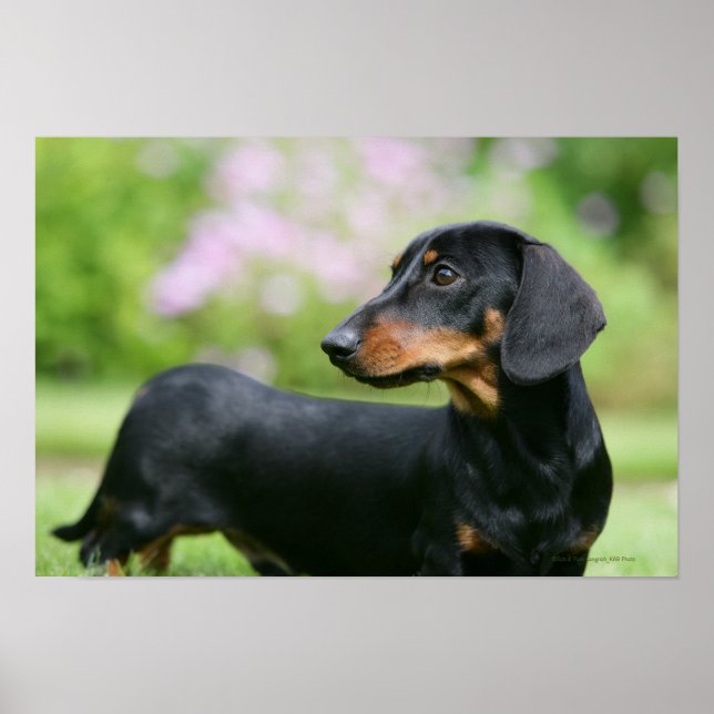 Affiches Dachshund noir et tean Miniture 2 (Devant)
