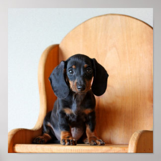 Affiches Dachshund pup