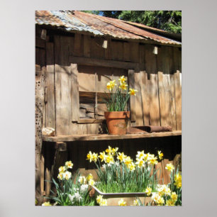 Affiches Daffodil Hill Barn
