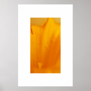 Affiches Daffodile