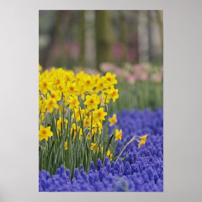 Affiches Daffodiles et l'Hyacinthe du raisin, Keukenhof (Devant)