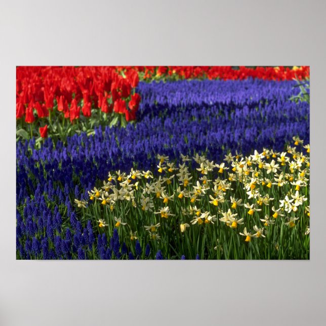 Affiches Daffodiles, hyacinthe et tulipes (Devant)