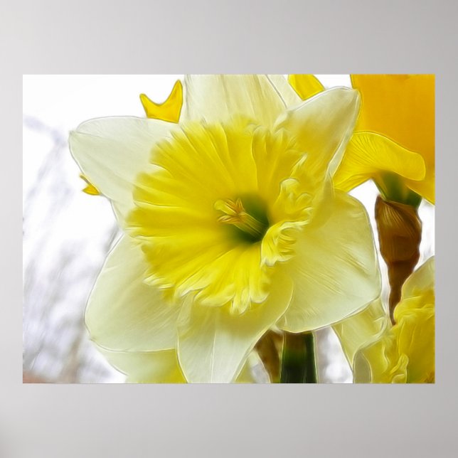 Affiches Daffodique Blanc Et Jaune (Devant)