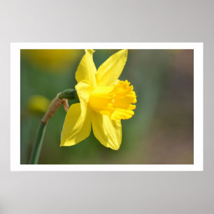 Affiches Daffodique de printemps