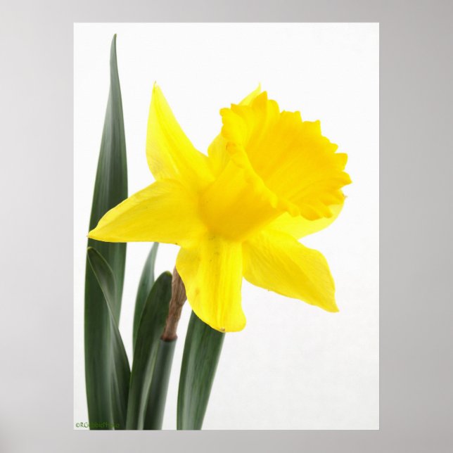 Affiches Daffodique simple Jaune Narcisse (Devant)
