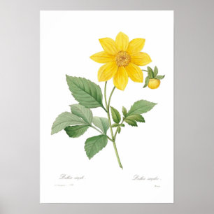 Affiches Dahlia