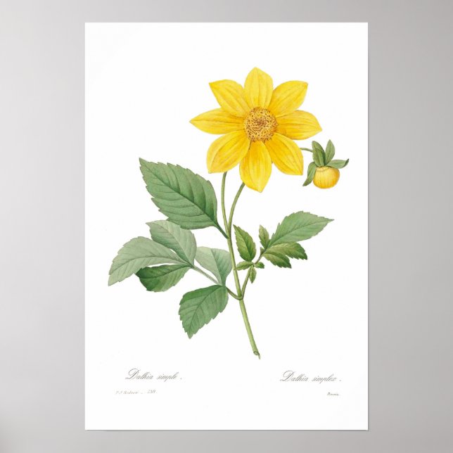 Affiches Dahlia (Devant)