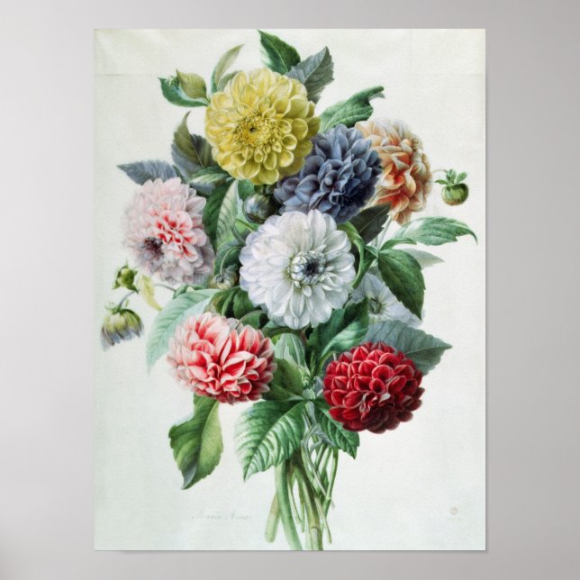 Affiches Dahlia (Devant)