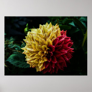 Affiches Dahlia