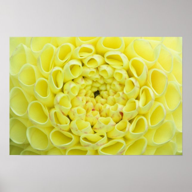 Affiches Dahlia (Devant)