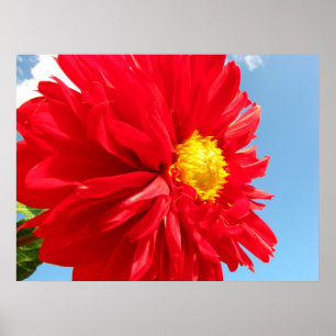Affiches dahlia