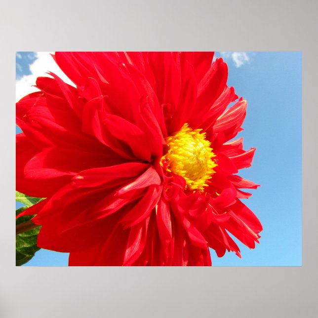 Affiches dahlia (Devant)