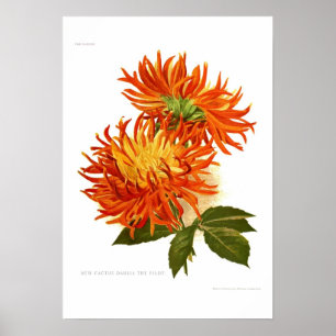 Affiches Dahlia de cactus