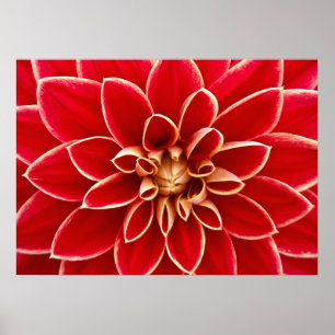 Affiches Dahlia en gros plan