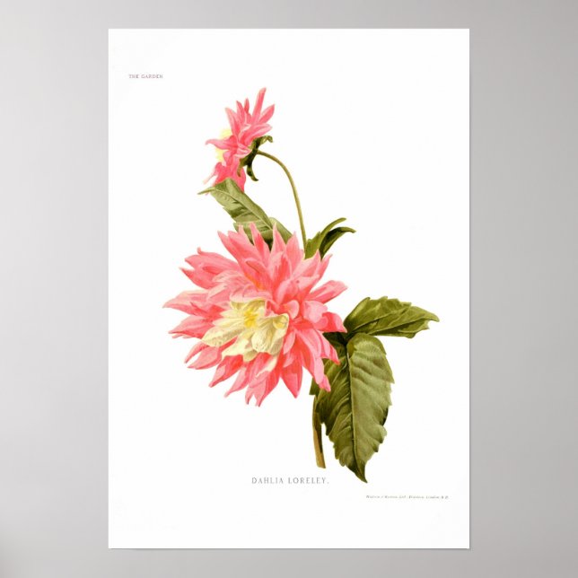 Affiches Dahlia 'Loreley' (Devant)