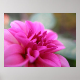 Affiches Dahlia rose chaud