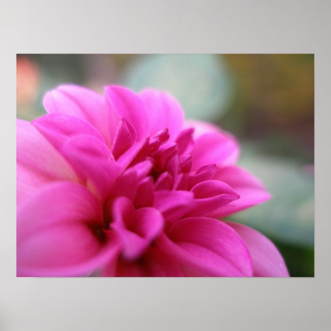 Affiches Dahlia rose chaud (Devant)