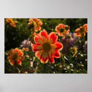 Affiches Dahlias, dahlia farm, Canby, Oregon, USA 2
