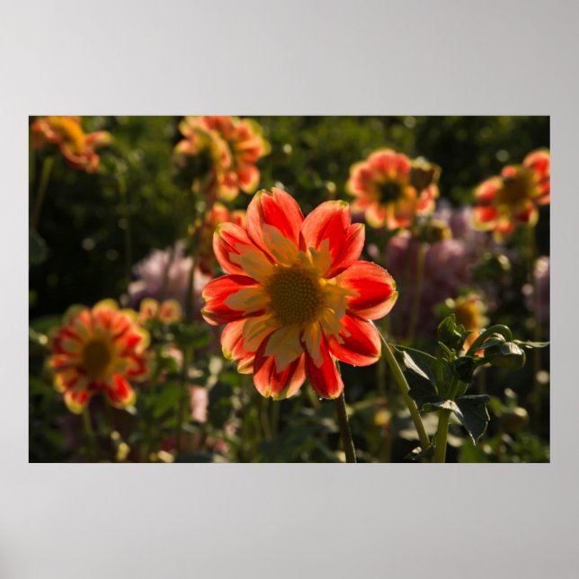 Affiches Dahlias, dahlia farm, Canby, Oregon, USA 2 (Devant)
