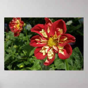 Affiches Dahlias rouges