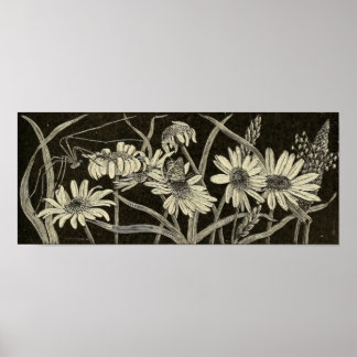 Affiches Daisy