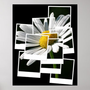 Affiches Daisy