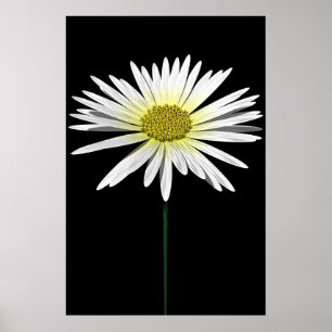 Affiches Daisy