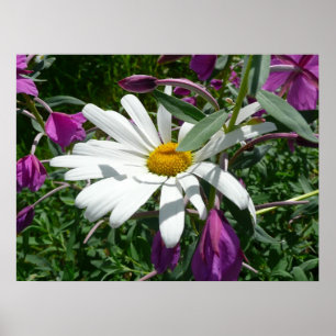 Affiches Daisy et Fireweed