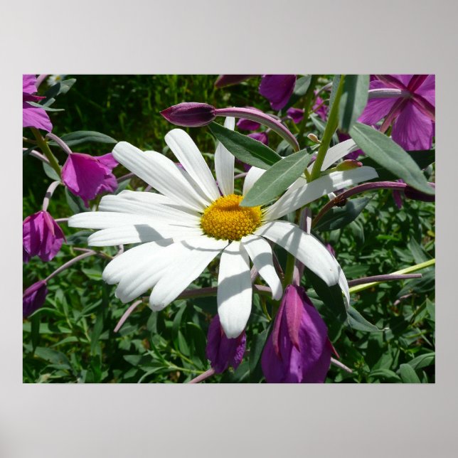 Affiches Daisy et Fireweed (Devant)
