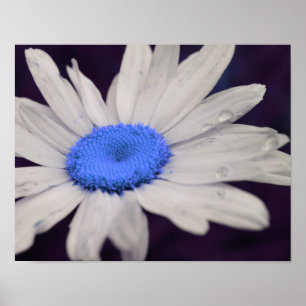 Affiches Daisy Flower Blue Centre Raindrops Abstrait