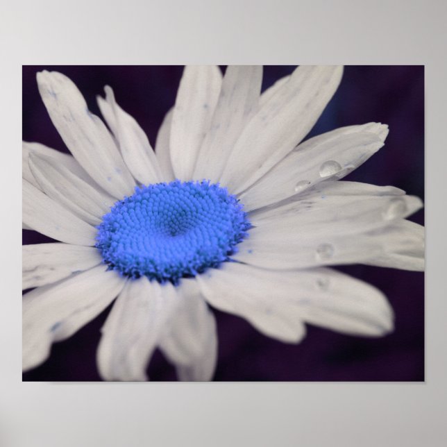 Affiches Daisy Flower Blue Centre Raindrops Abstrait (Devant)