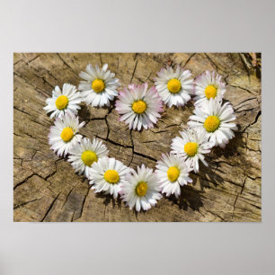 Affiches Daisy Heart