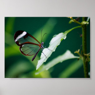 Affiches Dana Print
