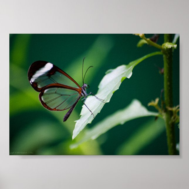 Affiches Dana Print (Devant)